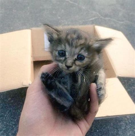 imgur (@imgur) .